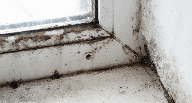 damp damp